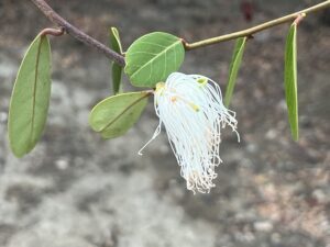 Mata stòki ku flor!